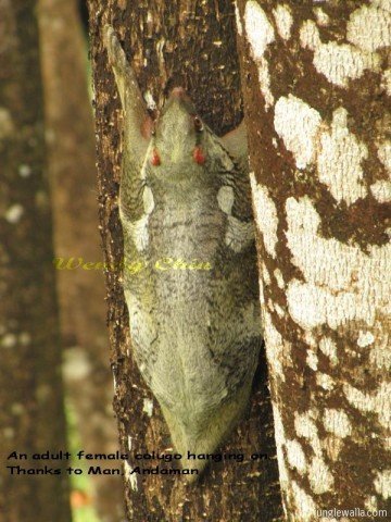 female-colugo