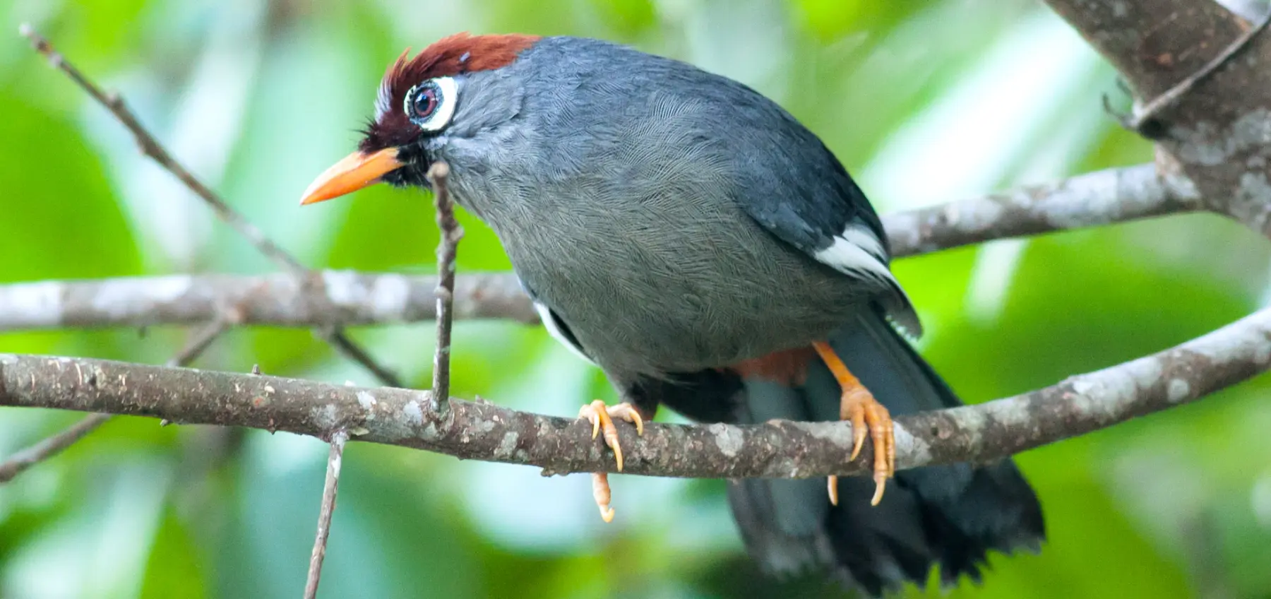 BIRDWATCHING COURSE AT FRASER’S HILL — THE HIGHLAND BIRDING EXPERIENCE
