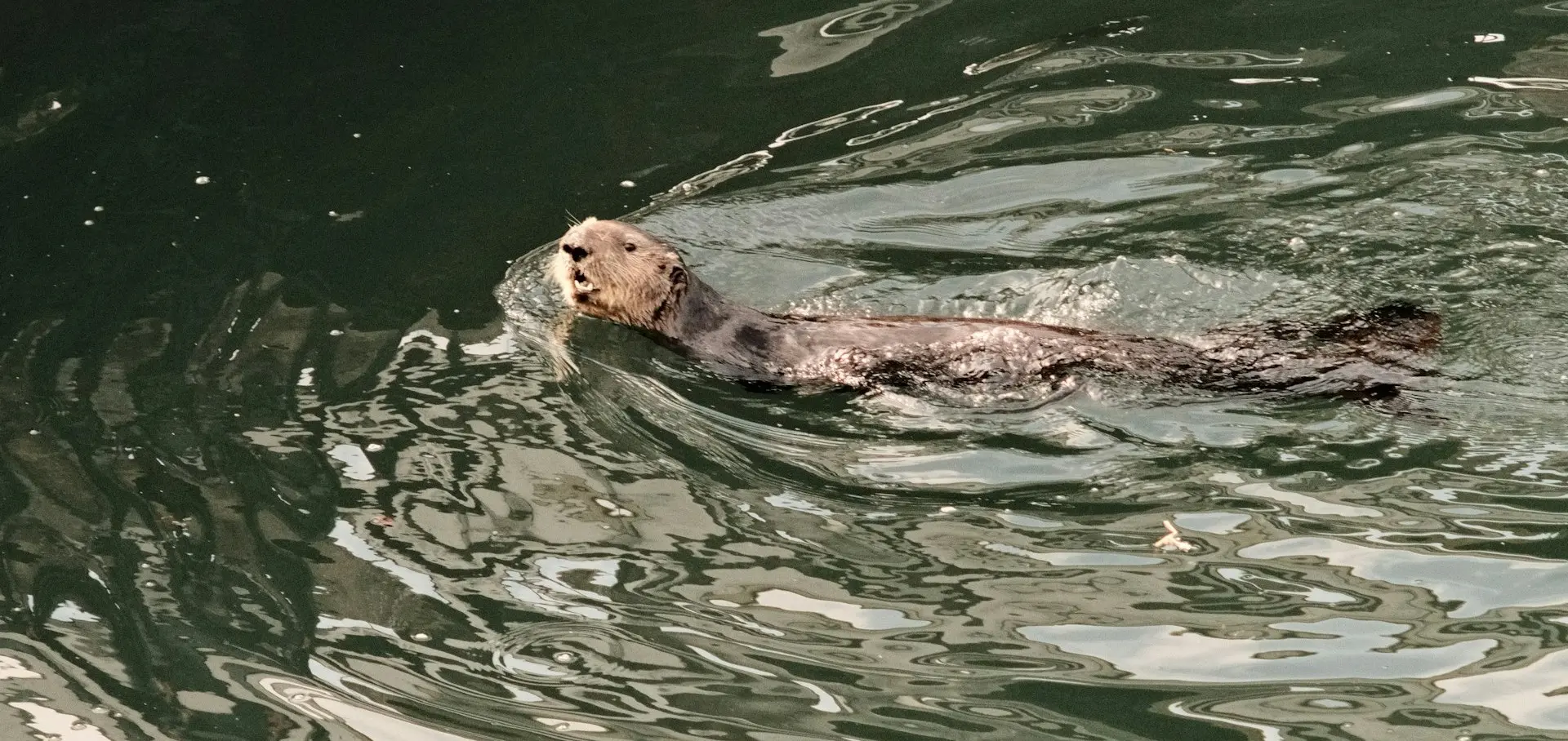 RESIDENT OTTER FAMILY — THE CHARMING NEIGHBORS OF KILIM RIVER