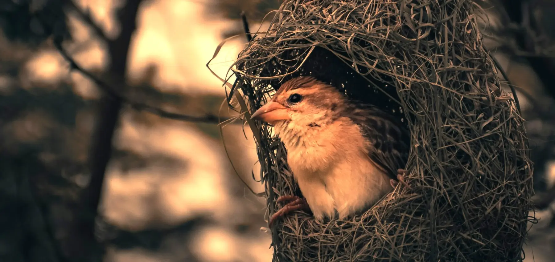 NEW ARRIVAL — CELEBRATING THE NEXT GENERATION