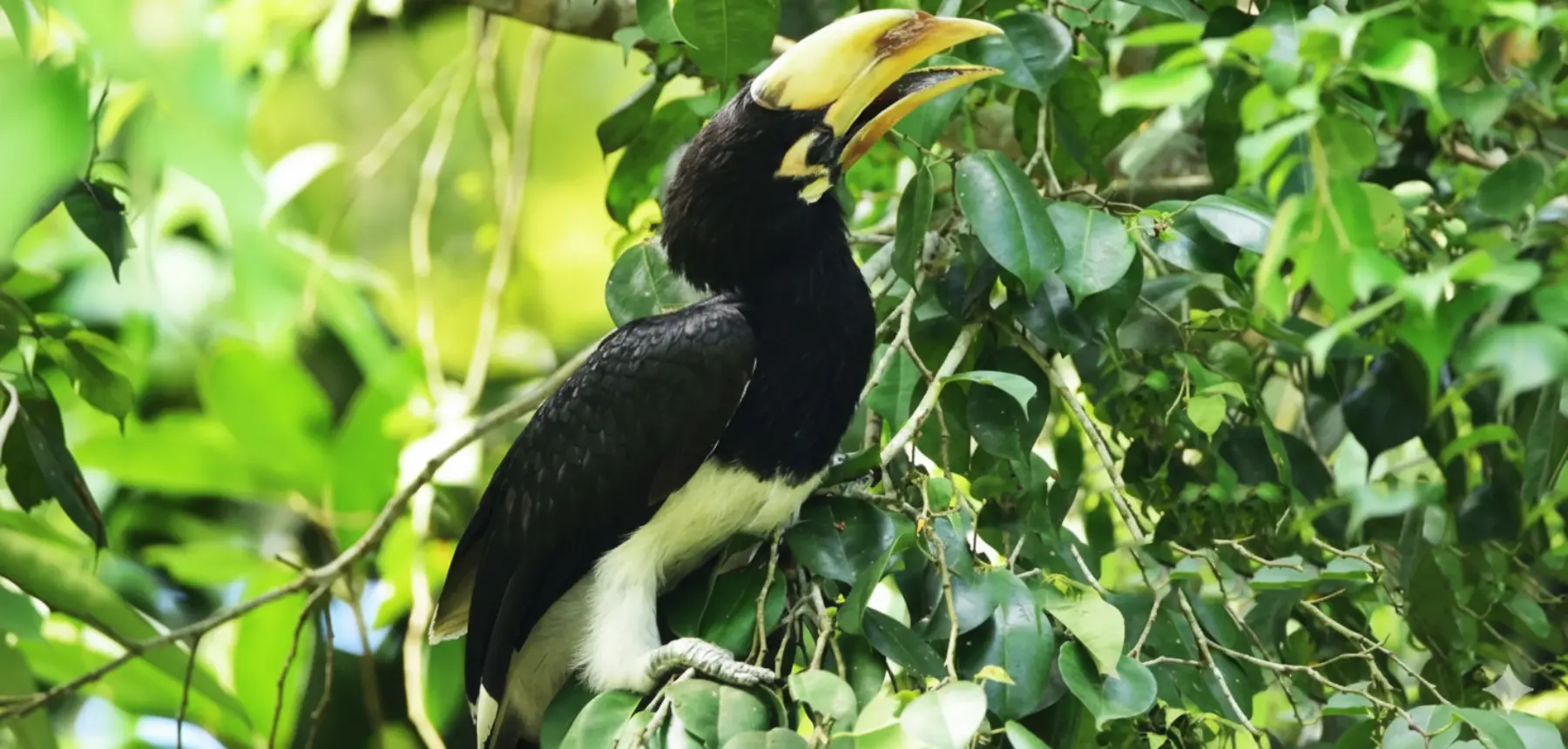 NESTING SEASON AGAIN — BIRD BREEDING HIGHLIGHTS AT THE DATAI