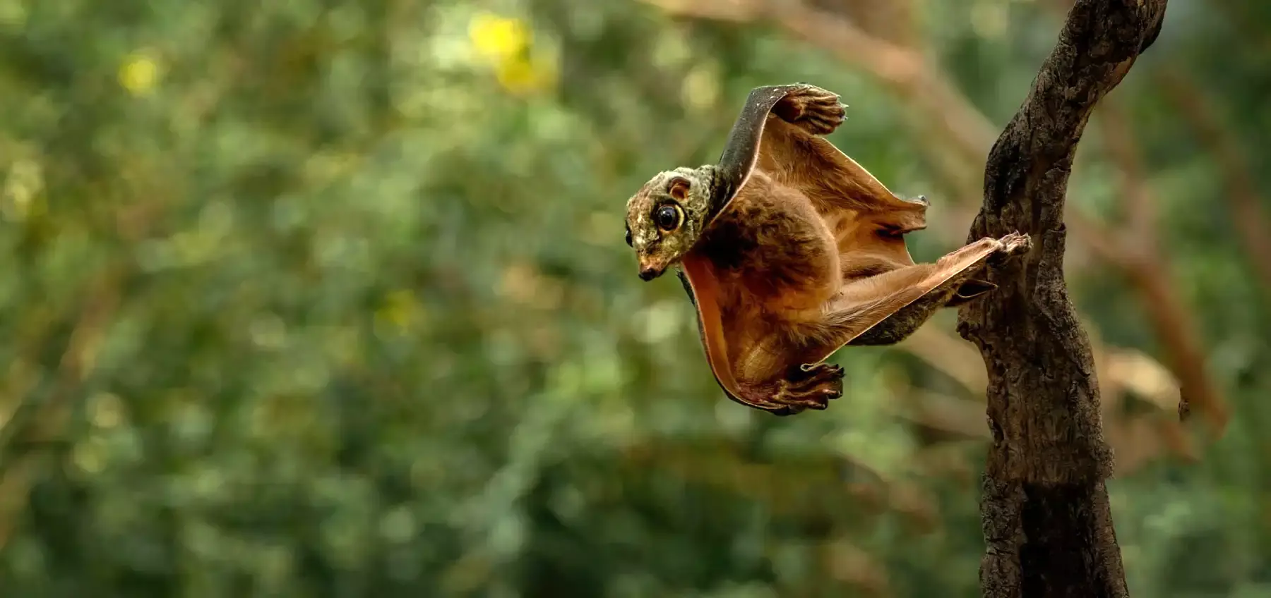 FLYING WONDERS OF PARADISE — THE MAKING OF A LEGEND