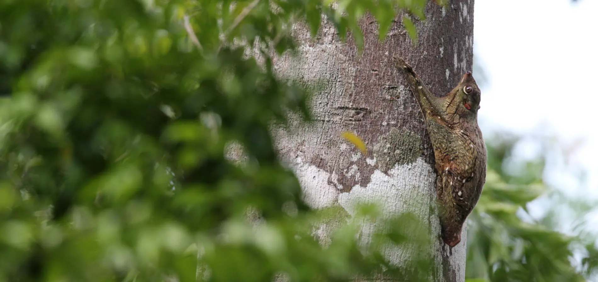 THE GLIDING WONDER — ENCOUNTERS WITH THE COLUGO