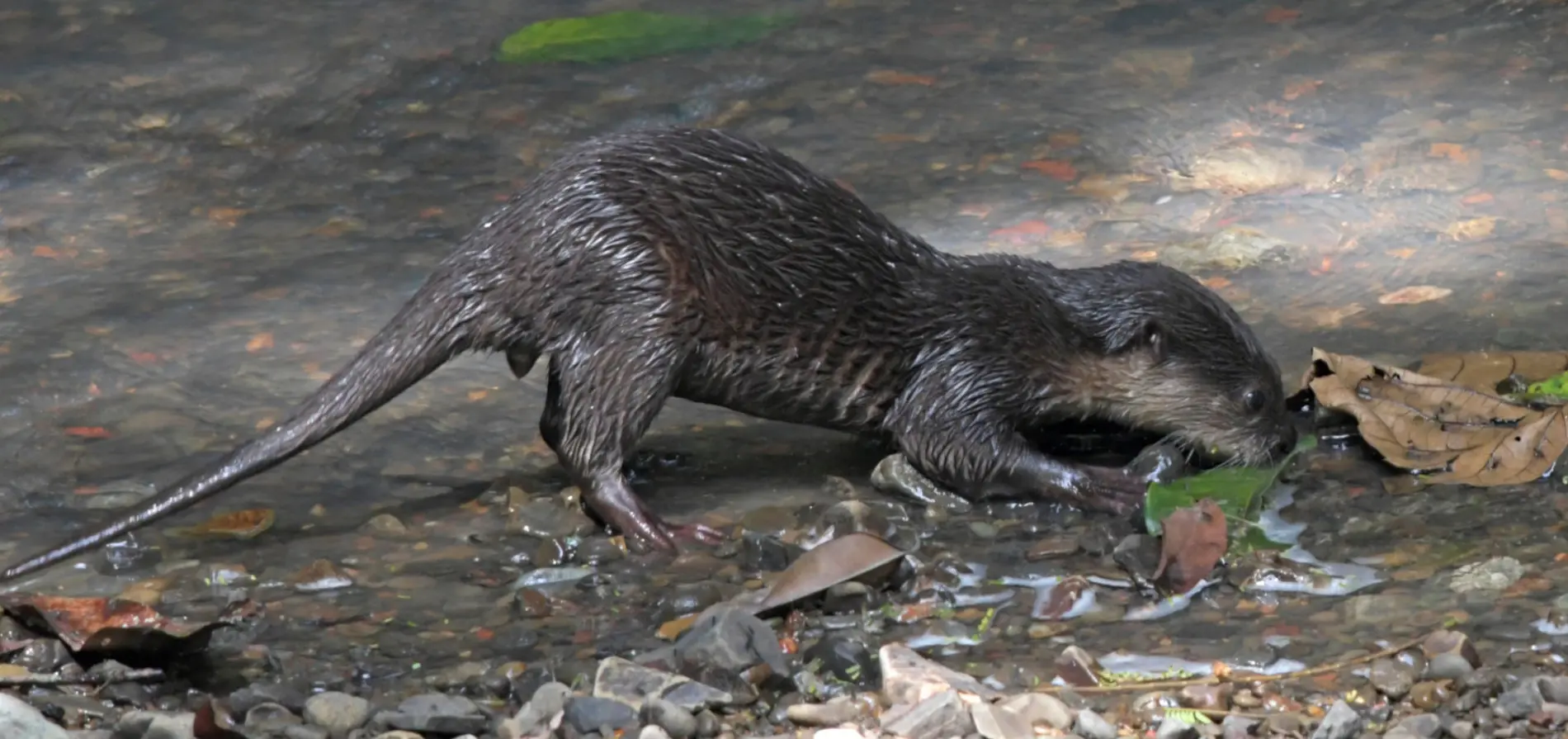 IN SEARCH OF SMALL-CLAWED OTTER — THE PLAYFUL SEMI-AQUATIC RESIDENTS