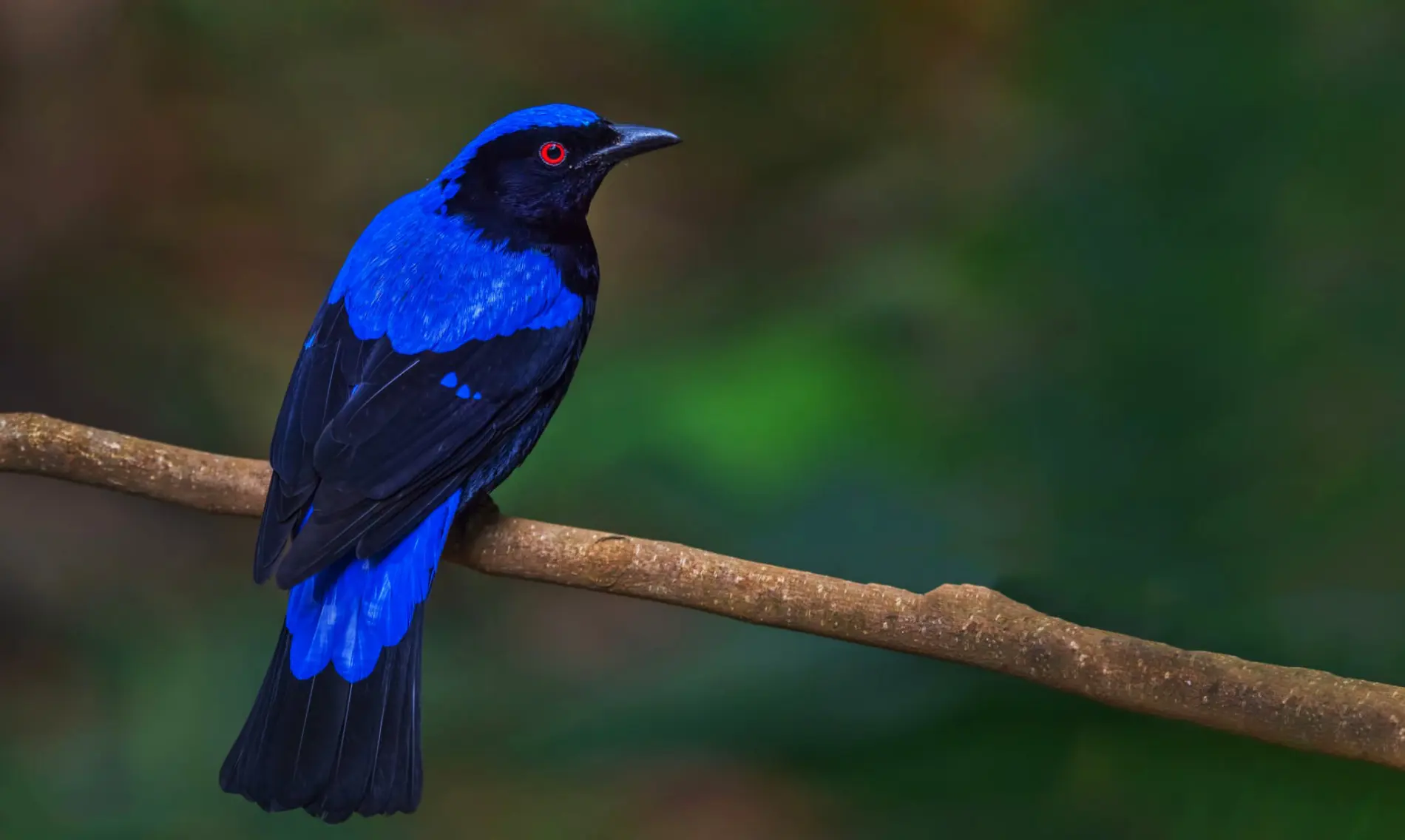 FROLICKING AT THE ANDAMAN — RESILIENCE OF DATAI BAY WILDLIFE