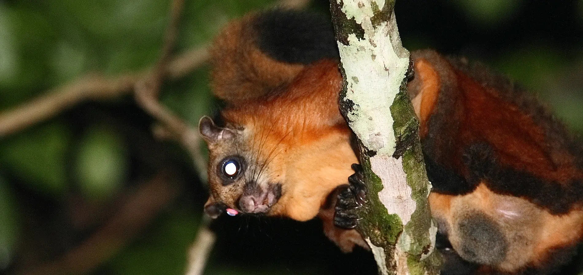 RED GIANT SQUIRREL — THE MAJESTIC GLIDER OF THE RAINFOREST