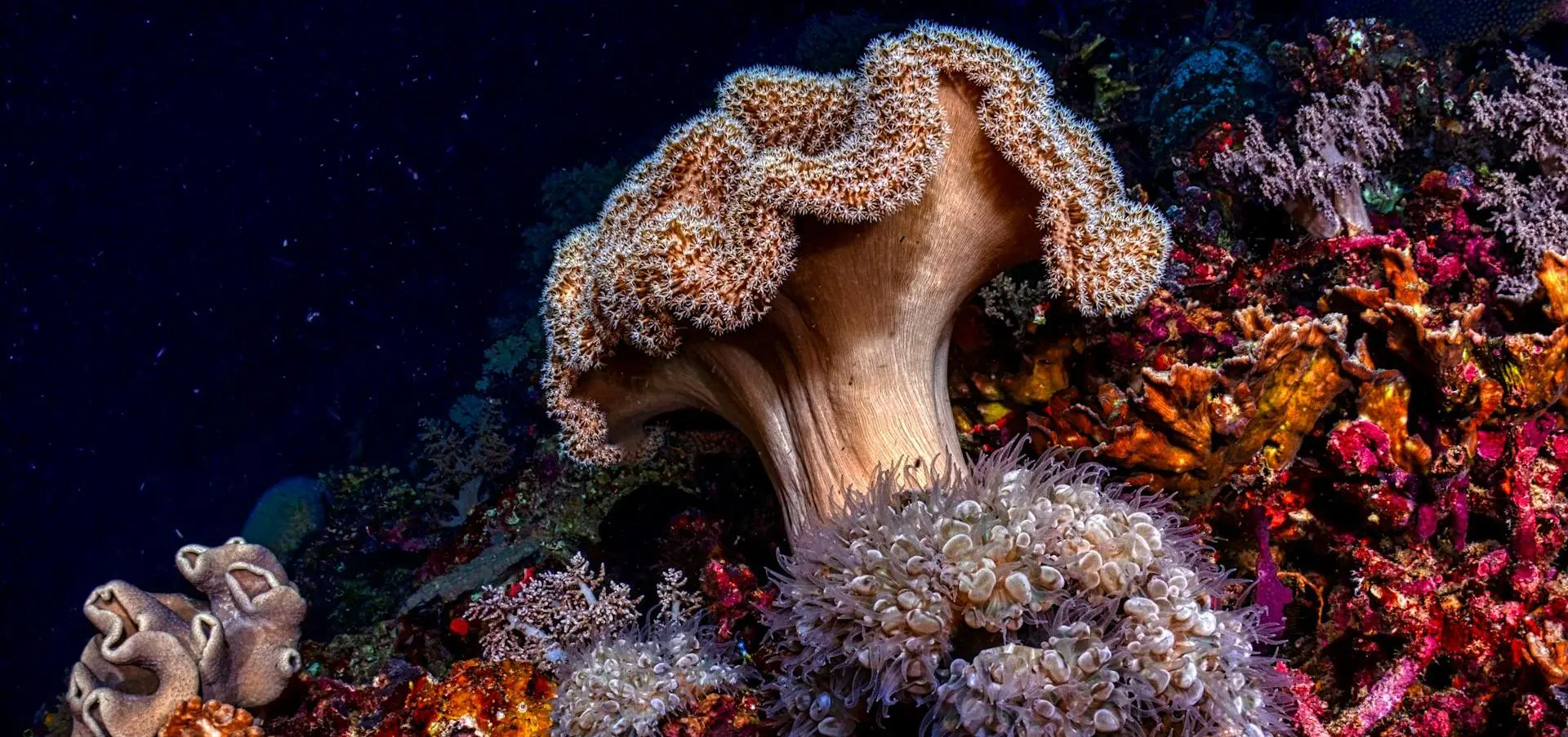 THE ANDAMAN REEF — BEYOND THE WAVES