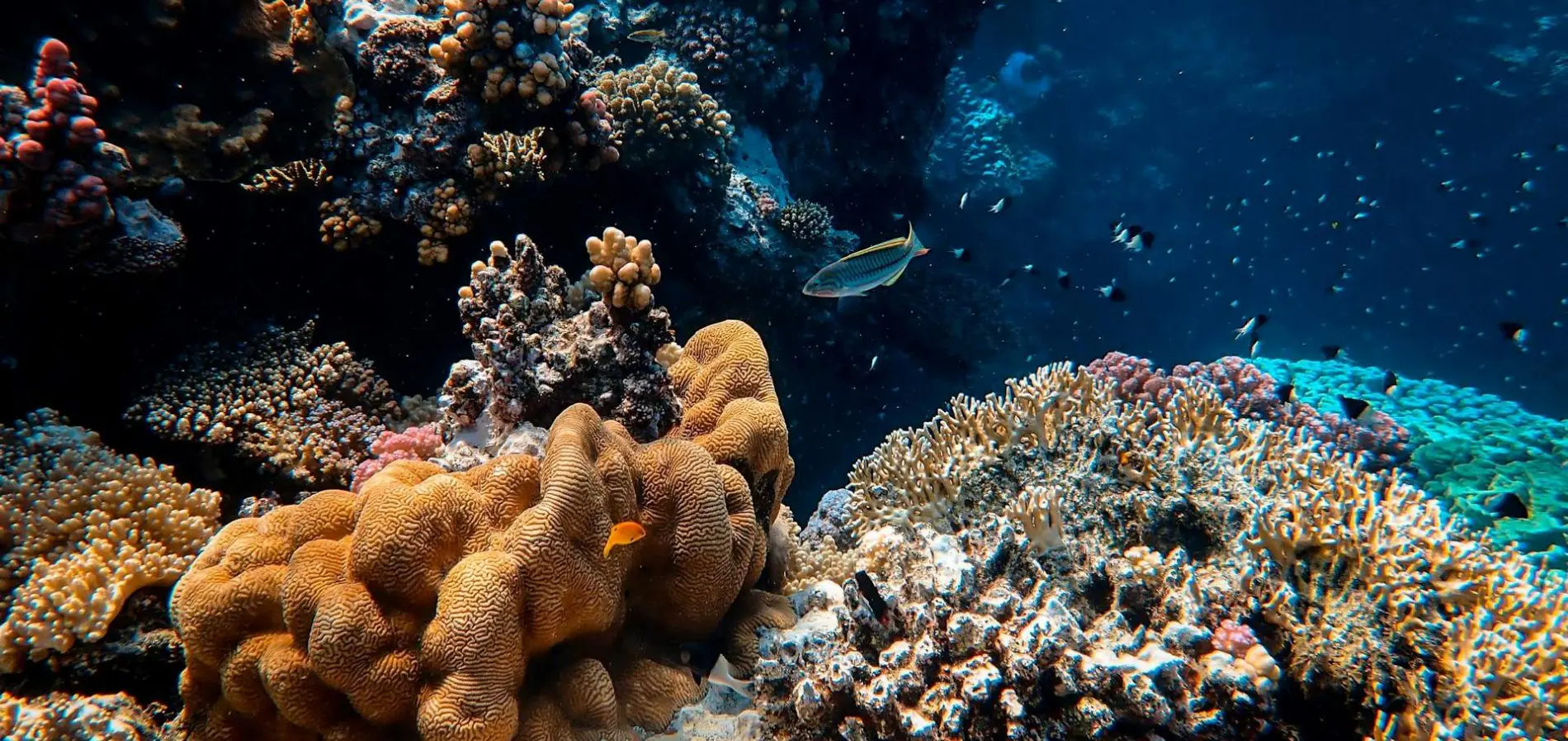 Against All Rising Odds — Keeping the Coral Reef Alive