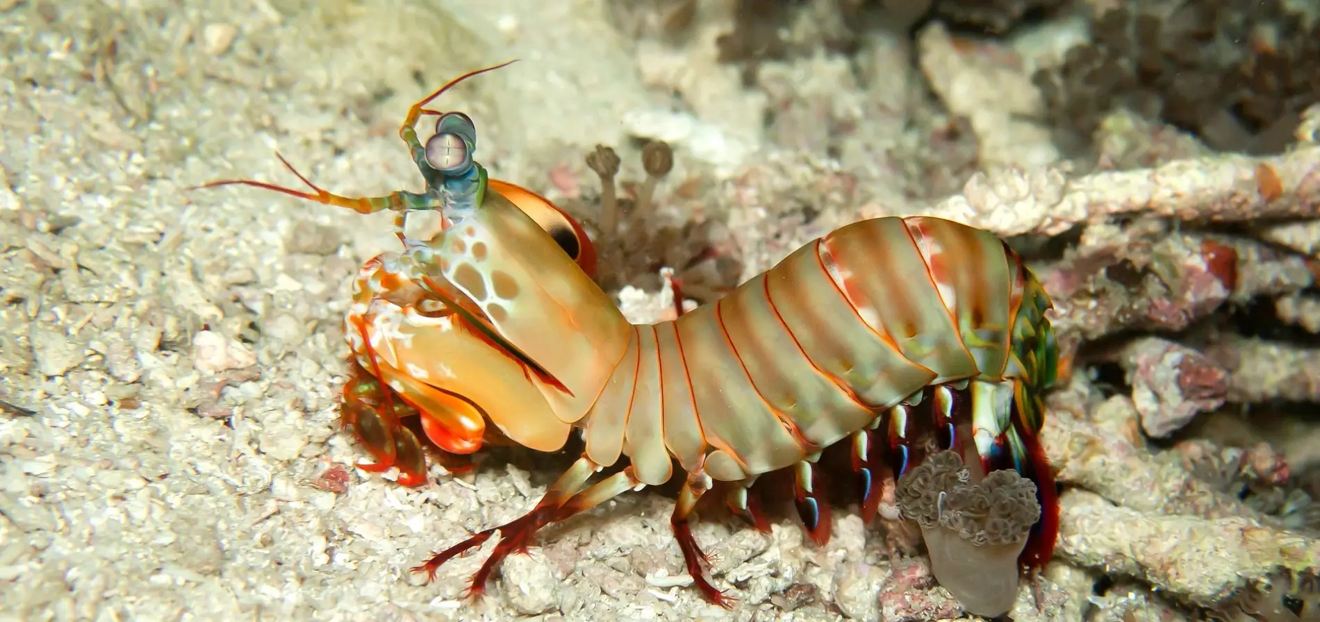 THE FAST AND FURIOUS — THE INCREDIBLE MANTIS SHRIMP