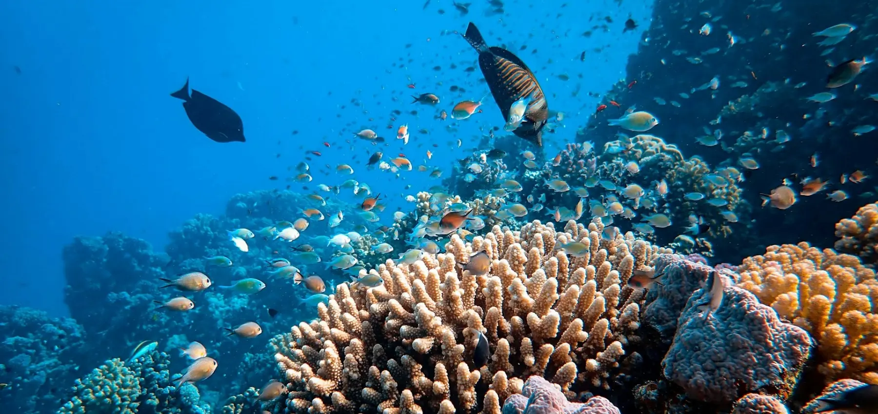 THE LEGACY OF THE ANDAMAN CORAL NURSERY