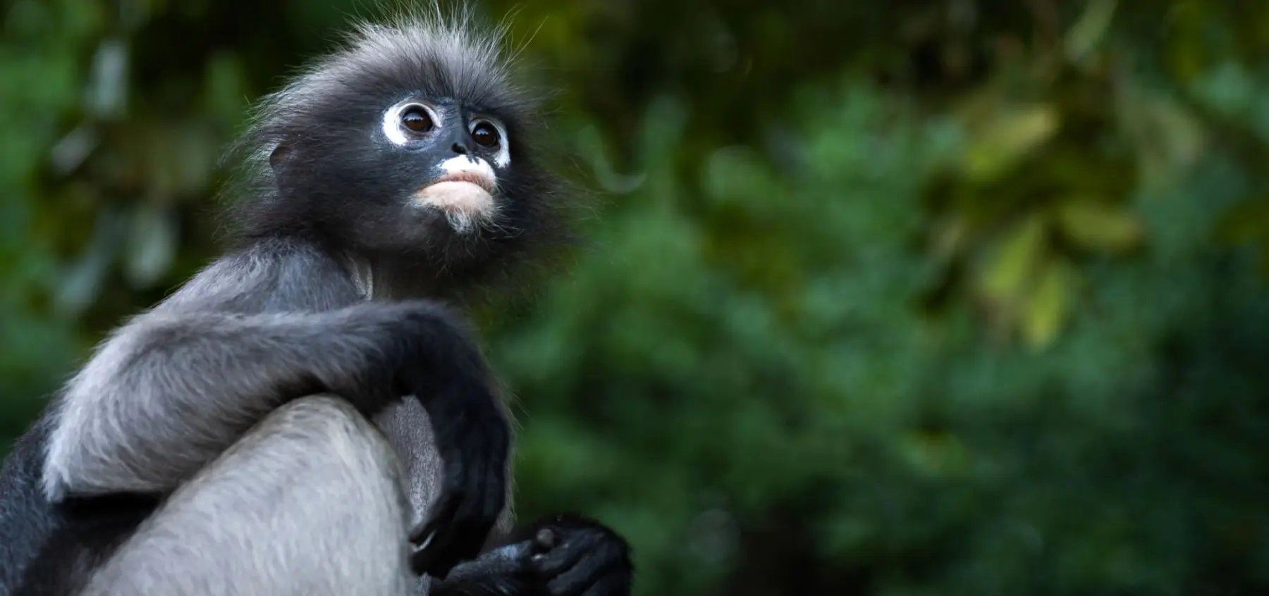 RESCUING THE DUSKY LANGUR — A PLEA FOR PROTECTION