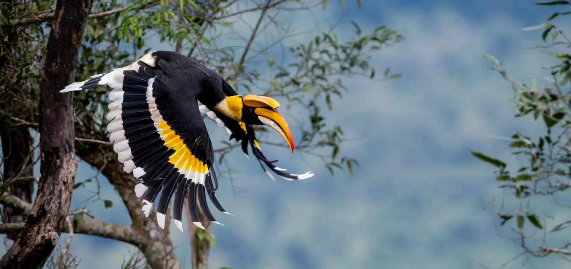 RAINFOREST AID — THE HORNBILL PROJECT