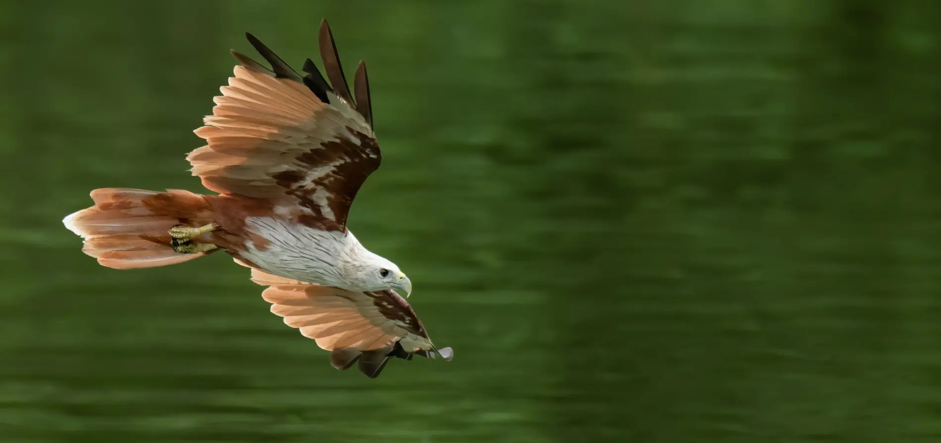 RAPTOR WATCH — THE SPECTACLE OF MIGRATION