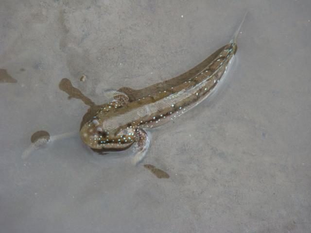 mudskipper