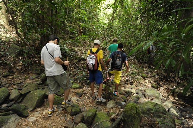 Rainforest Walking Trekking In Langkawi Rainforest Hilly Terrain