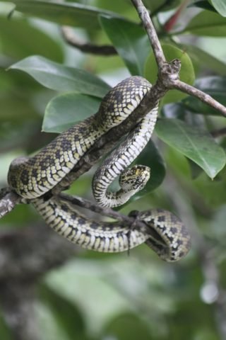 mangrove-pit-viper