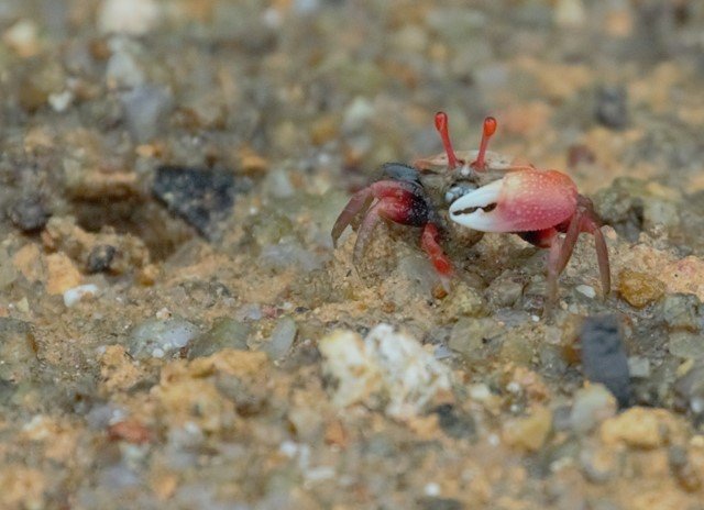fiddler-crab