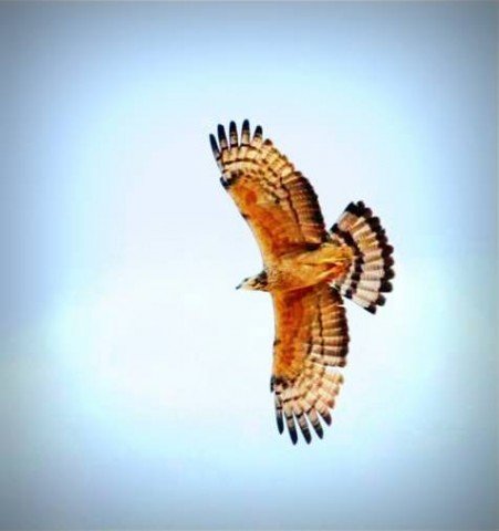 bird-2-days-17