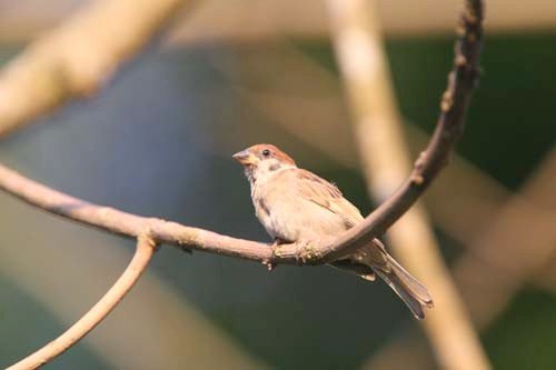 bird-2-days-26
