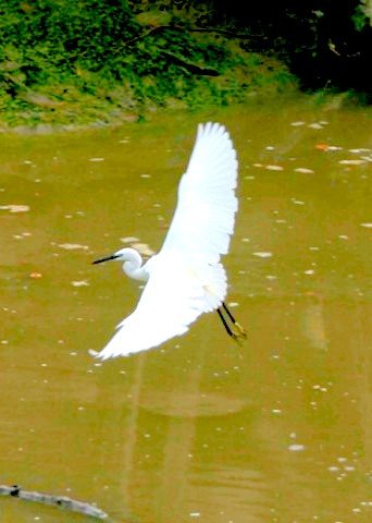 kuala selangor nature park