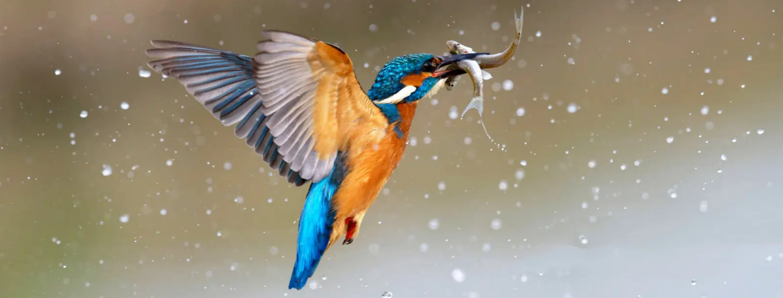 THE KINGFISHERS OF LANGKAWI — EIGHT JEWELS OF THE ARCHIPELAGO