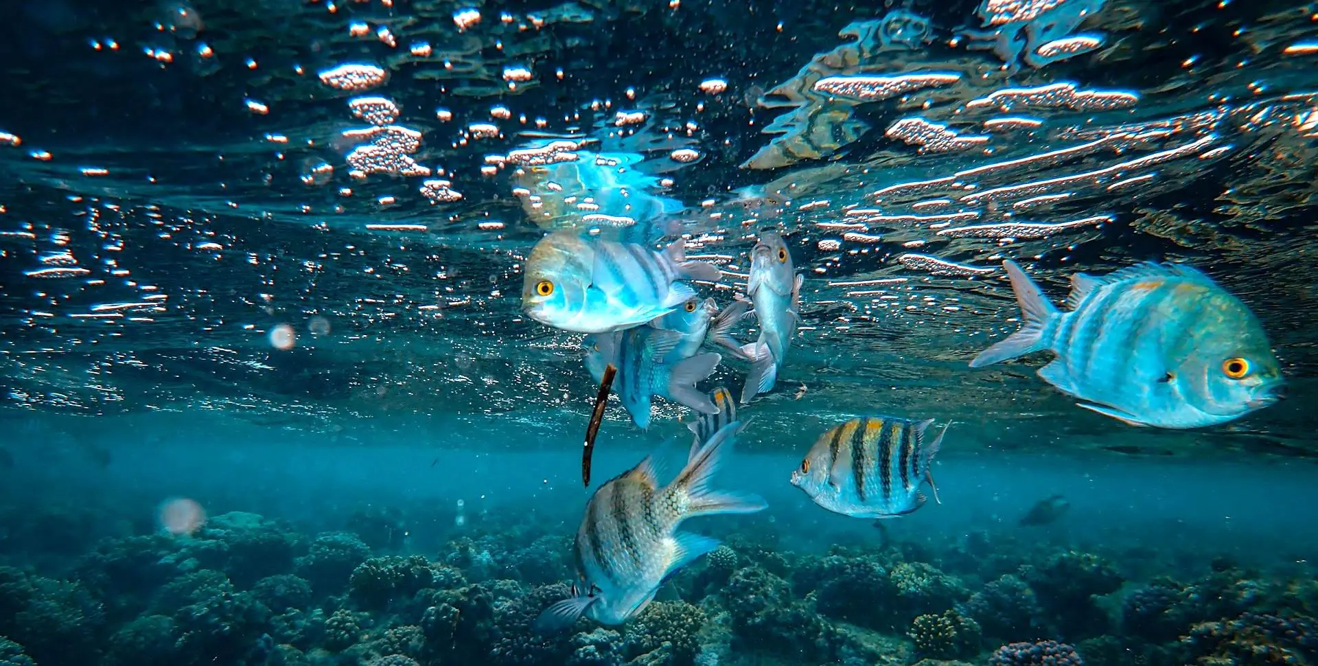 FISH FOR THE FUTURE — MARINE CONSERVATION & COMMUNITY OUTREACH