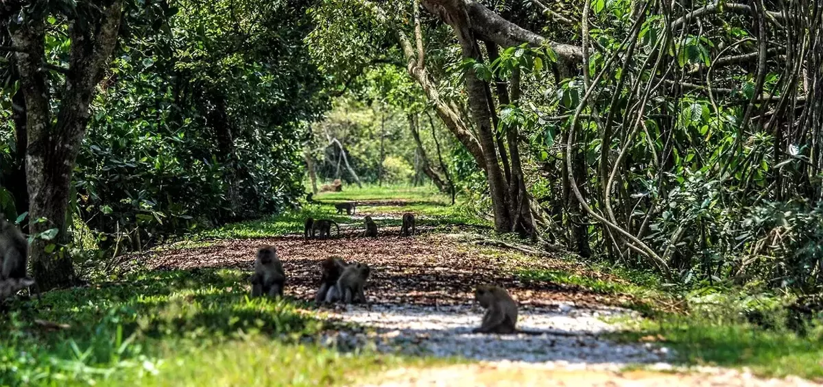 KUALA SELANGOR NATURE PARK — TAMAN ALAM