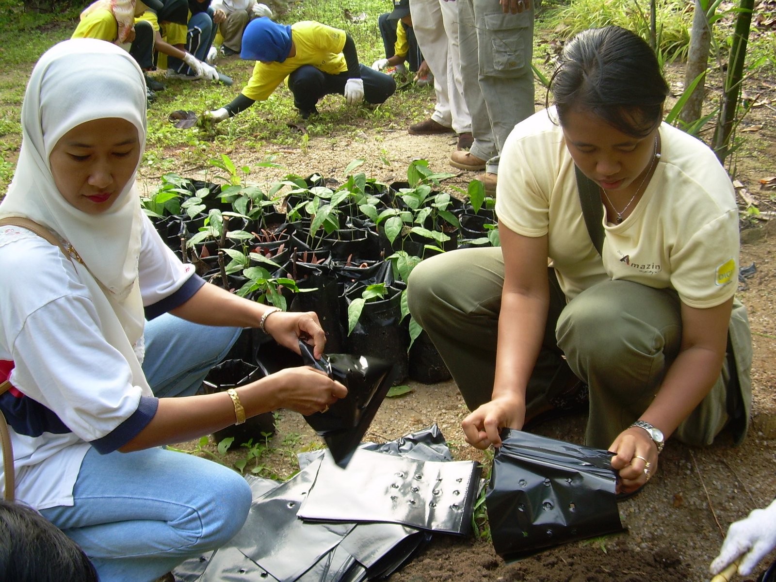 Seeds Bank Activity