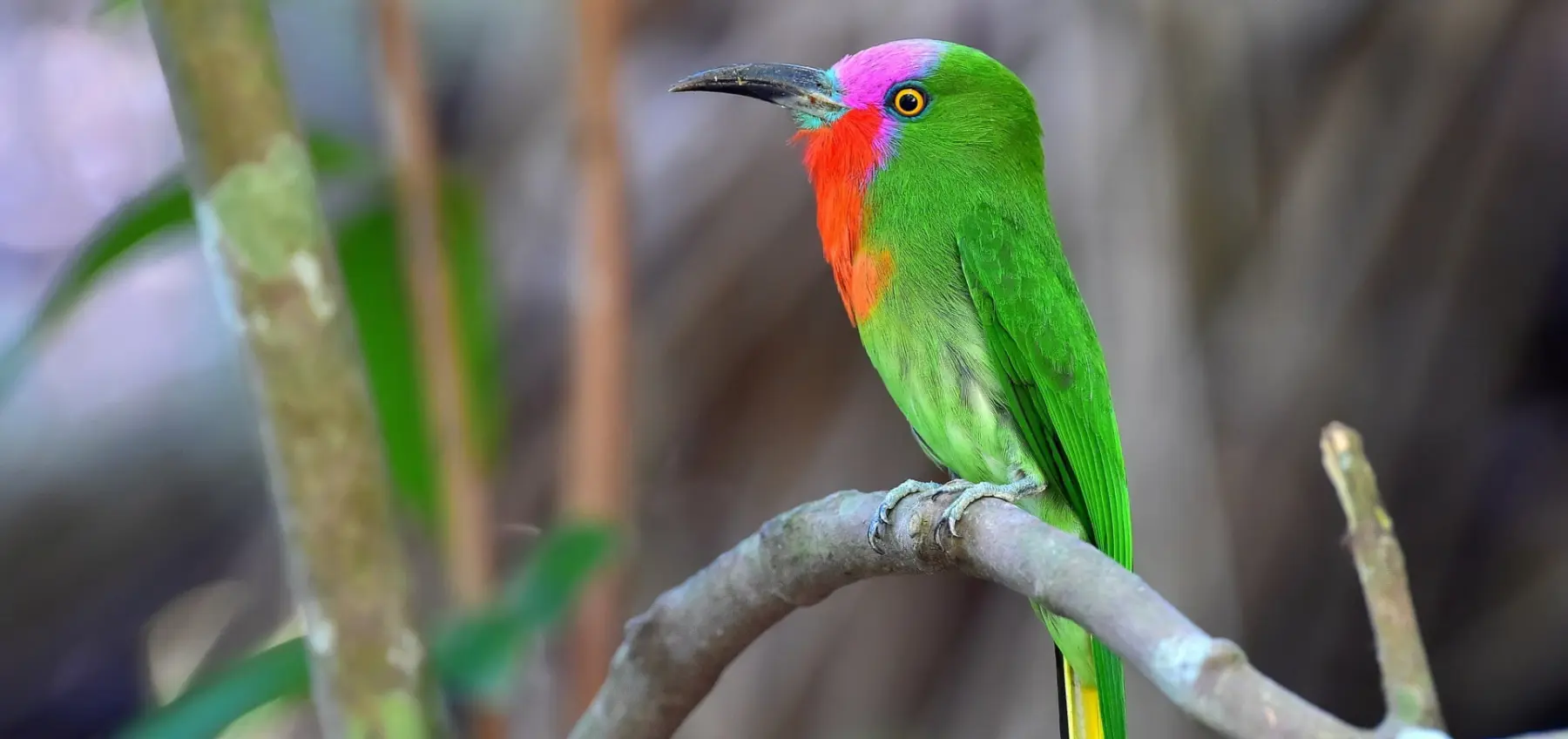 BINTANG RANGE — THE AVIAN HEART OF NORTHERN MALAYA