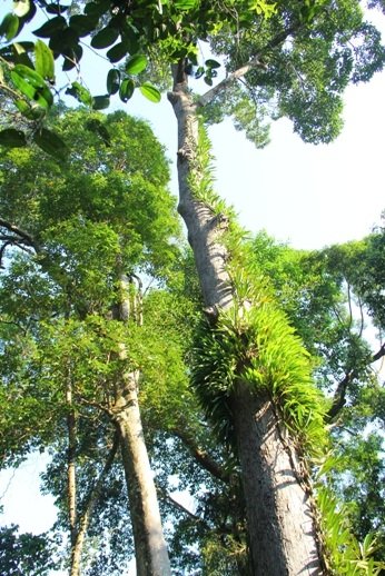 Sedim Rainforest Canopy Walkway