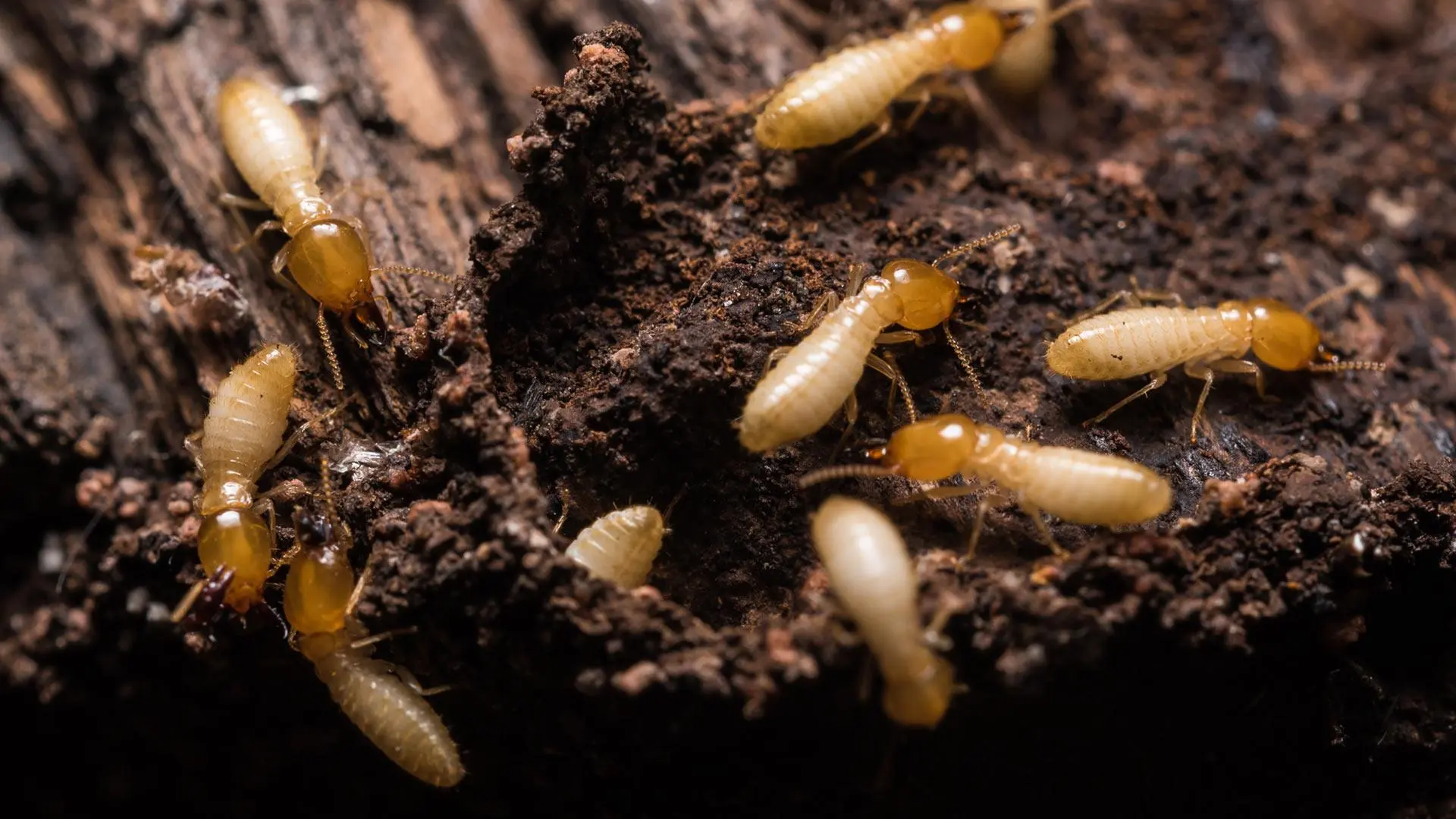 TERMITE — THE WOOD DEVOURER OF THE RAINFOREST