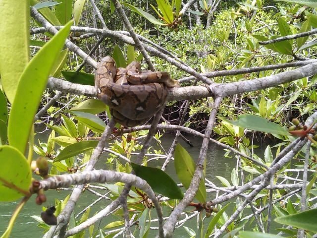 mangrove-pit-viper