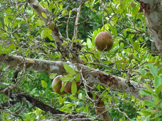 https://www.junglewalla.com/langkawi-mangrove-cruise-swimming/