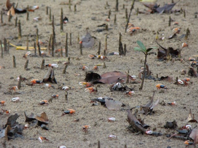 https://www.junglewalla.com/langkawi-mangrove-cruise-swimming/