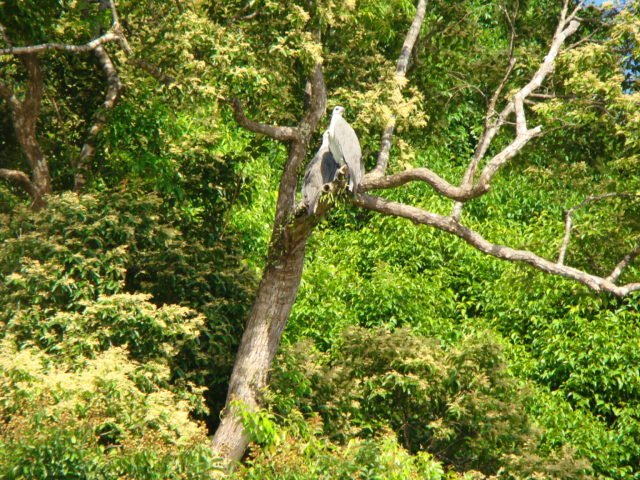 https://www.junglewalla.com/langkawi-mangrove-cruise-swimming/