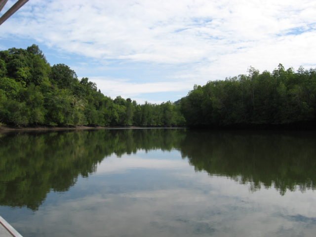 https://www.junglewalla.com/langkawi-mangrove-cruise-swimming/