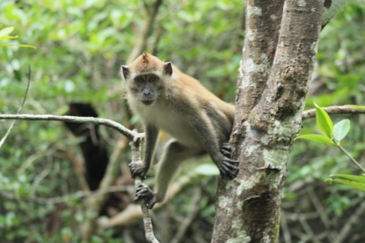 https://www.junglewalla.com/langkawi-mangrove-cruise-swimming/