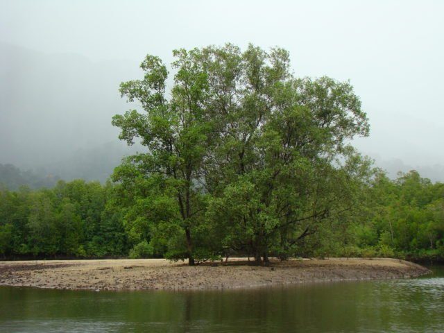 https://www.junglewalla.com/langkawi-mangrove-cruise-swimming/