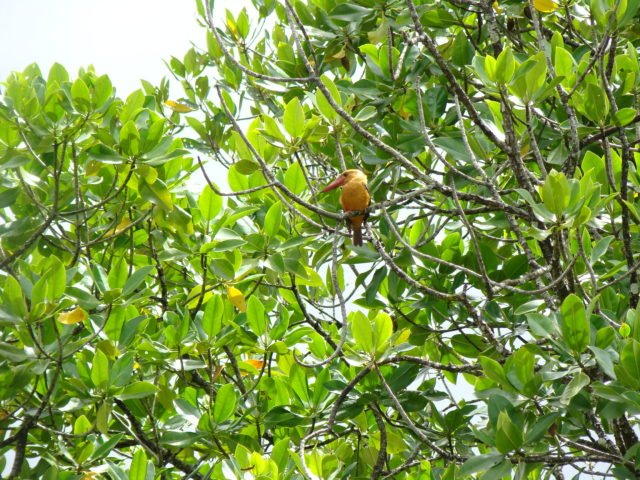 https://www.junglewalla.com/langkawi-mangrove-cruise-swimming/