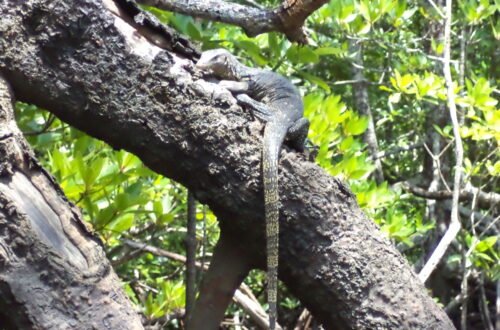 https://www.junglewalla.com/langkawi-mangrove-cruise-swimming/