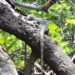 https://www.junglewalla.com/langkawi-mangrove-cruise-swimming/