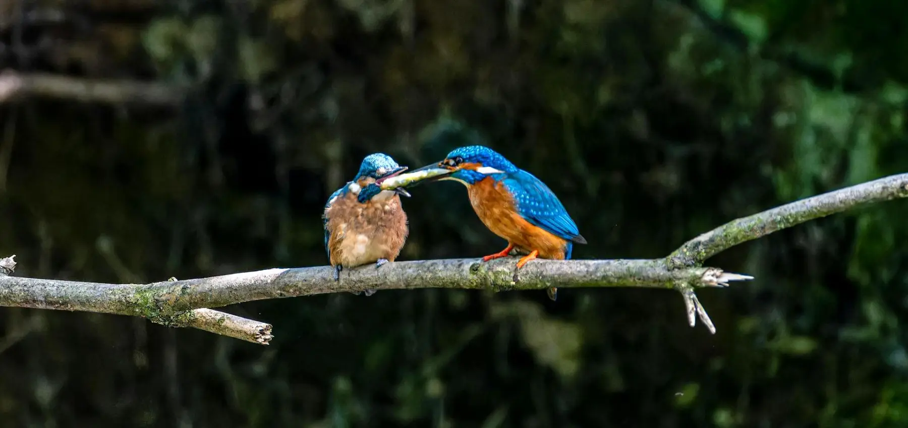 CAPTURING THE MAGNIFICENCE OF MALAYSIA’S BIRDS