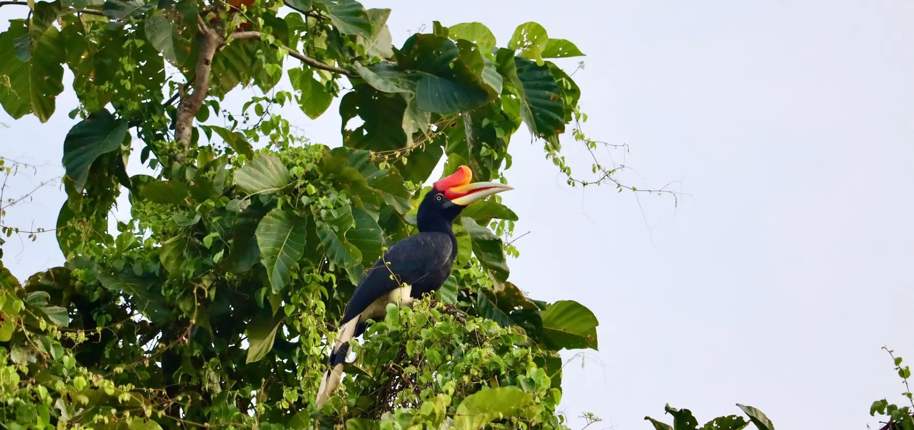 CAPTURING THE MAGNIFICENCE OF MALAYSIA’S BIRDS