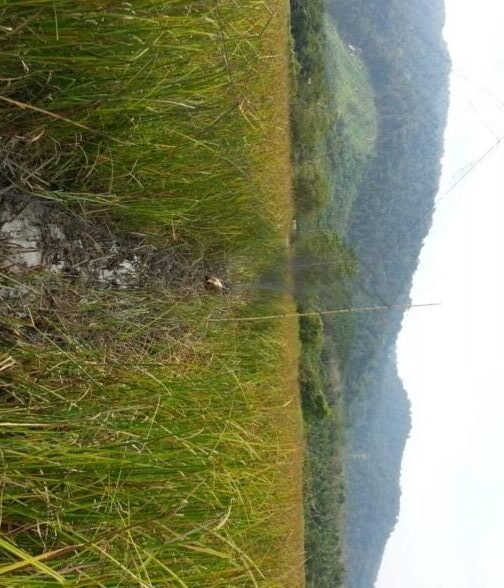 Langkawi; Against Illegal Mist Nets