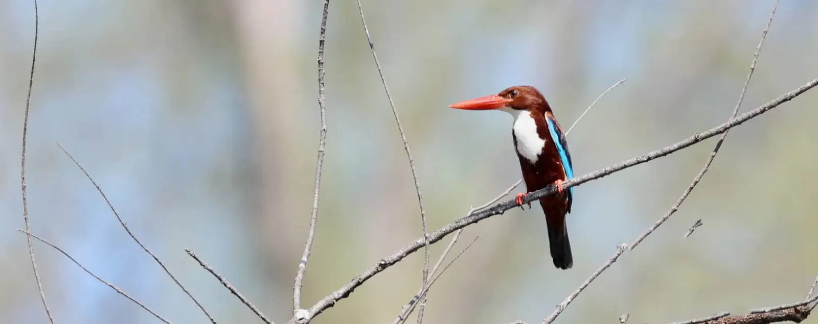BROWN-WINGED KINGFISHER (Pelargopsis amauroptera)