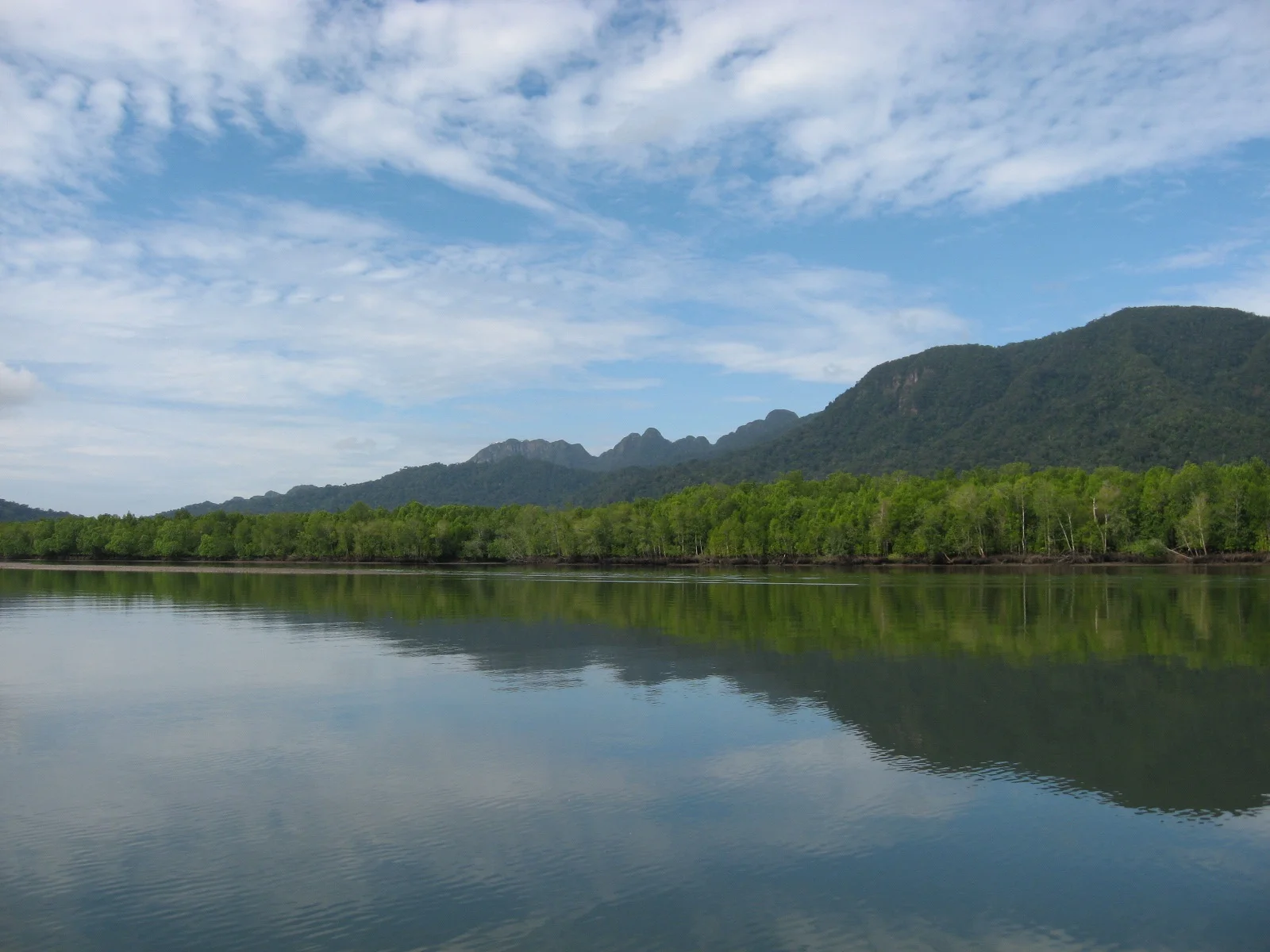 THE MYSTERIOUS MANGROVE OF KUBANG BADAK