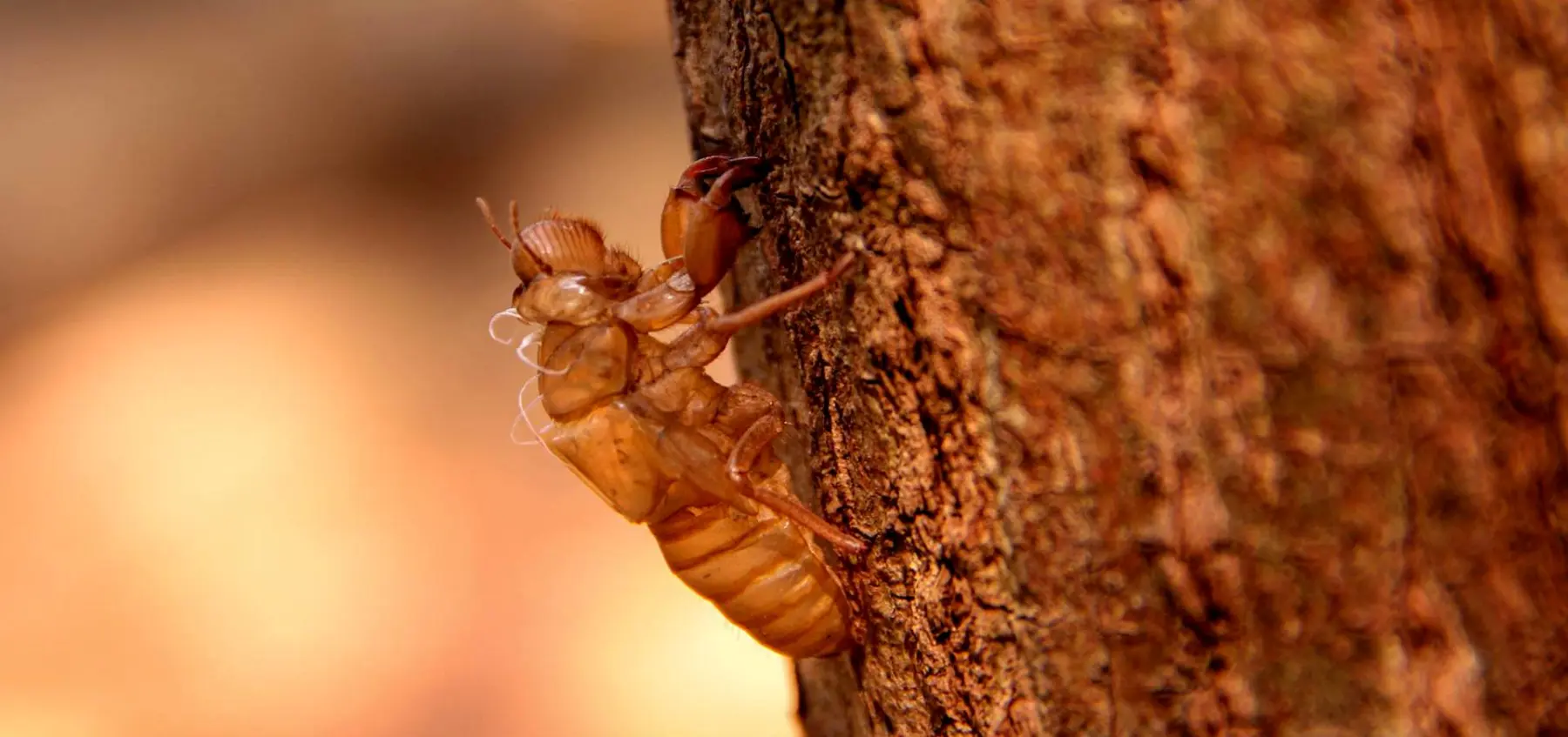 CICADA EXOSKELETON — THE REMNANT OF METAMORPHOSIS