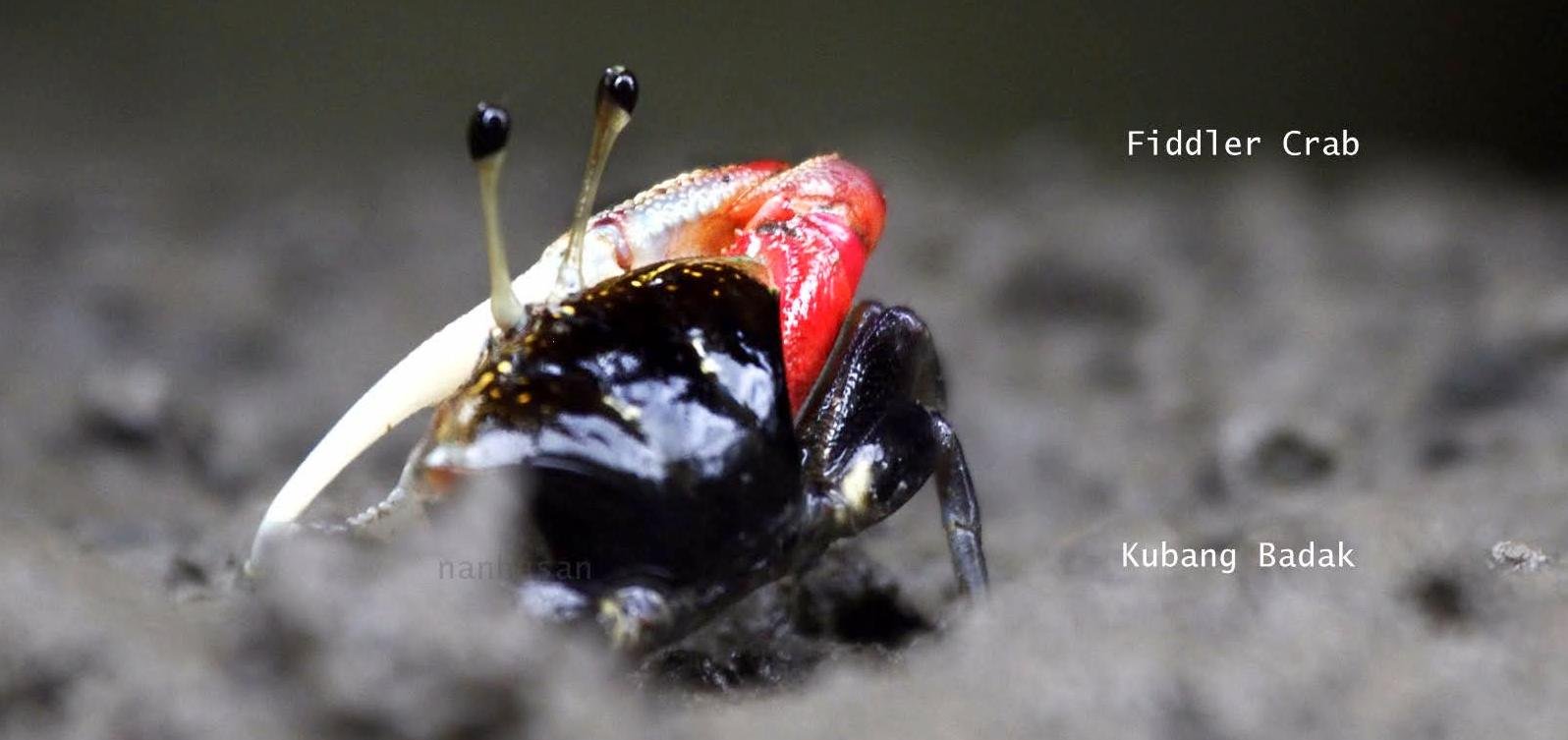 FIDDLER CRAB — THE ECOSYSTEM ENGINEERS OF THE MANGROVES
