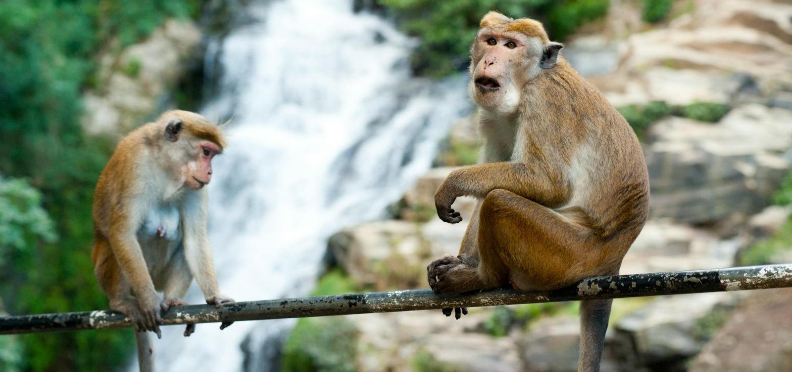 LONG-TAILED MACAQUE (Macaca fascicularis)