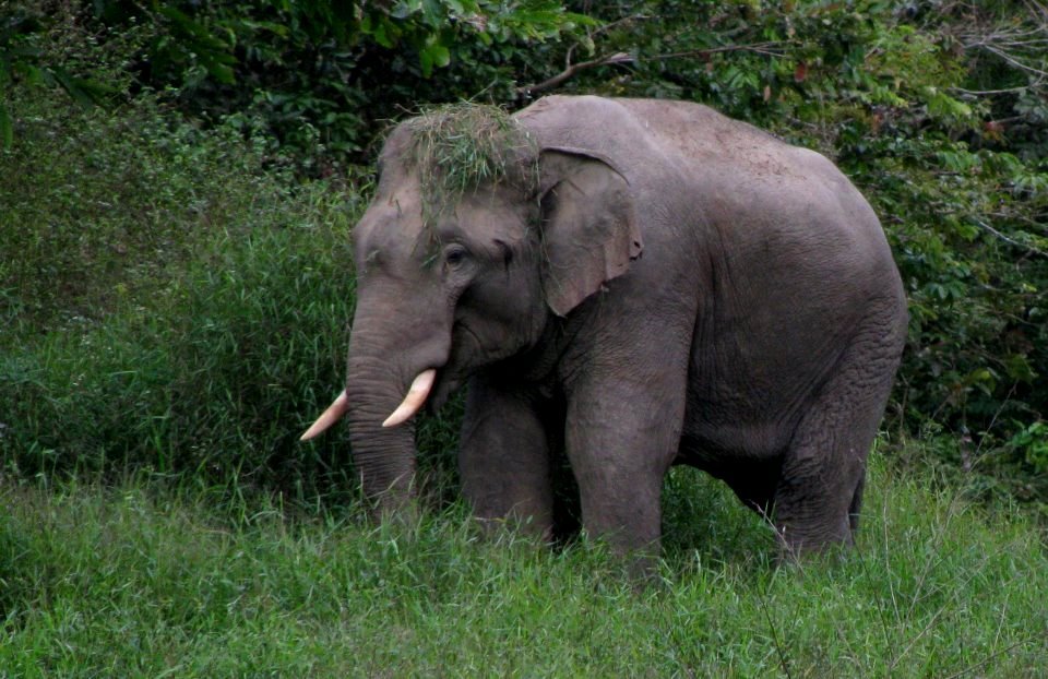 elephant-ulu-muda-malaysia